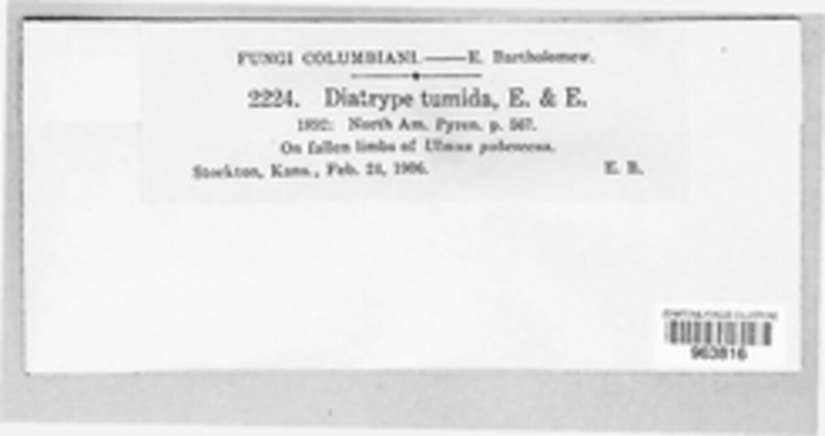 Diatrype tumida image